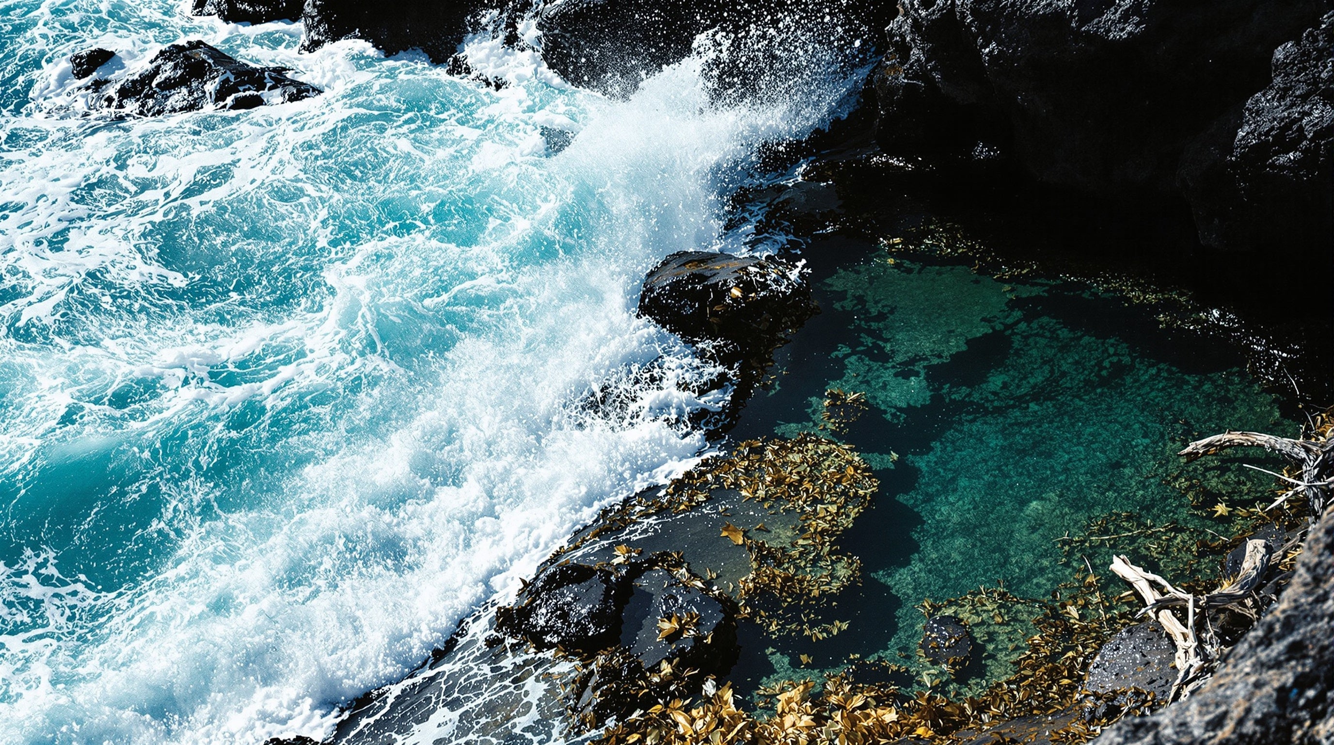 Rocky shoreline where turquoise surf meets an ink rockpool — Orto Parisi Megamare versus Zoologist Squid, a marine showdown.