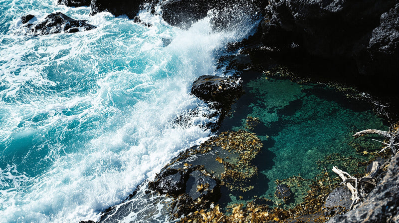 Rocky shoreline where turquoise surf meets an ink rockpool — Orto Parisi Megamare versus Zoologist Squid, a marine showdown.