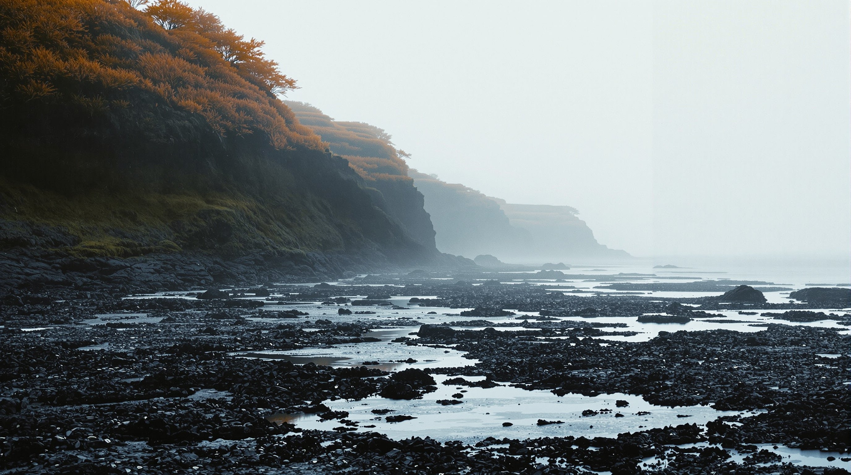 Cold sea mist over wet slate rocks at dawn with orange trees on the cliff above